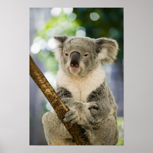 Australië, Queensland, Brisbane, Varkensboom Poster (Voorkant)