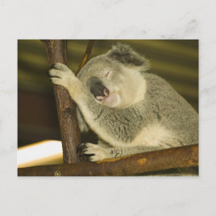 Australië, Queensland, Brisbane. Vijgenboom Briefkaart