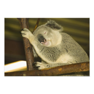 Australië, Queensland, Brisbane. Vijgenboom Foto Afdruk