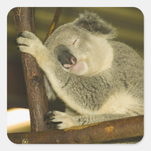 Australië, Queensland, Brisbane. Vijgenboom Vierkante Sticker