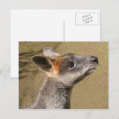 Australië - Wallaby Briefkaart (Voorkant / Achterkant)