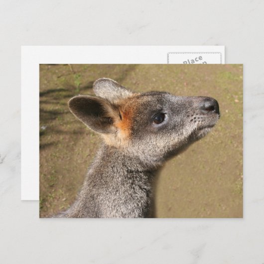 Australië - Wallaby Briefkaart (Voorkant / Achterkant)