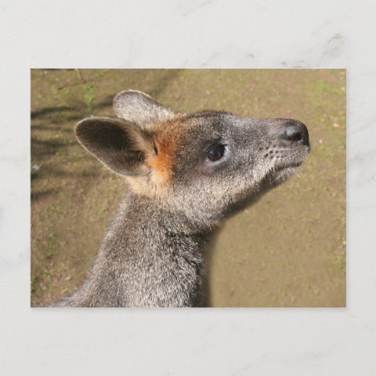 Australië - Wallaby Briefkaart (Voorkant)
