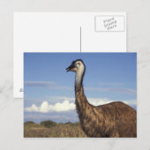 Australië, West-Australië. Emoe (Dromaius Briefkaart (Voorkant / Achterkant)
