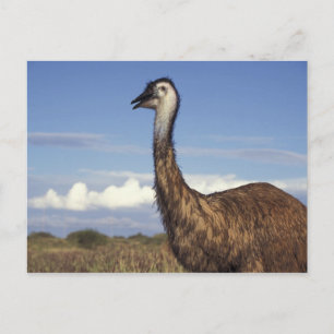 Australië, West-Australië. Emoe (Dromaius Briefkaart