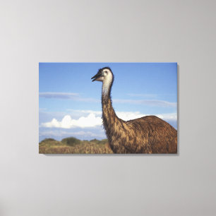 Australië, West-Australië. Emoe (Dromaius Canvas Afdruk