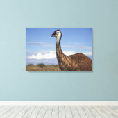 Australië, West-Australië. Emoe (Dromaius Canvas Afdruk (Insitu (Houten vloer))
