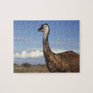 Australië, West-Australië. Emoe (Dromaius Legpuzzel