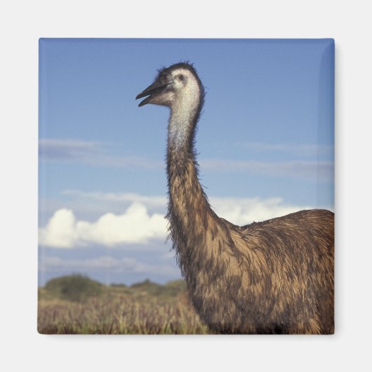 Australië, West-Australië. Emoe (Dromaius Magneet (Voorkant)