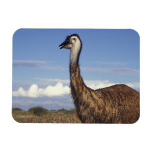 Australië, West-Australië. Emoe (Dromaius Magneet