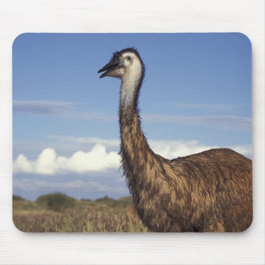 Australië, West-Australië. Emoe (Dromaius Muismat (Voorkant)