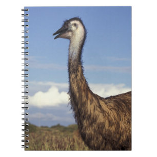 Australië, West-Australië. Emoe (Dromaius Notitieboek