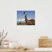 Australië, West-Australië. Emoe (Dromaius Poster (Keuken)