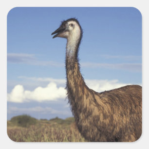 Australië, West-Australië. Emoe (Dromaius Vierkante Sticker
