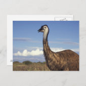 Australië, Western Australië. Emu (Dromaius) Briefkaart (Voorkant / Achterkant)