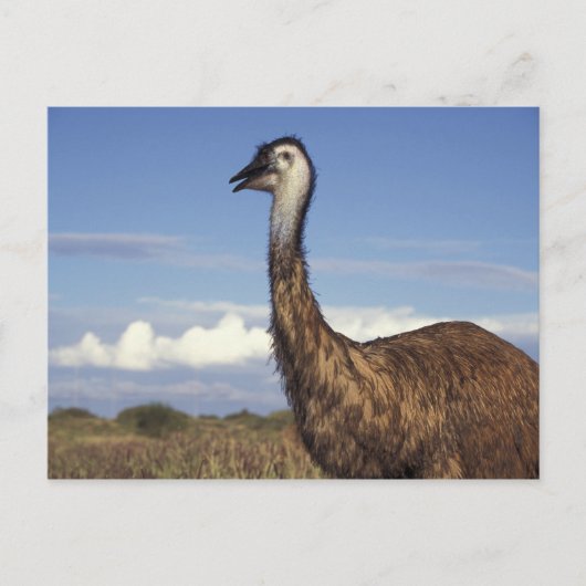 Australië, Western Australië. Emu (Dromaius) Briefkaart (Voorkant)