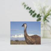 Australië, Western Australië. Emu (Dromaius) Briefkaart (Staand voorkant)