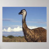 Australië, Western Australië. Emu (Dromaius) Poster (Voorkant)