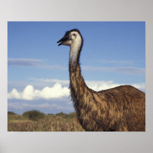 Australië, Western Australië. Emu (Dromaius) Poster