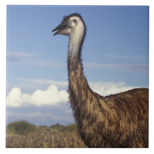 Australië, Western Australië. Emu (Dromaius) Tegeltje (Voorkant)