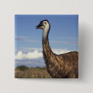 Australië, Western Australië. Emu (Dromaius) Vierkante Button 5,1 Cm