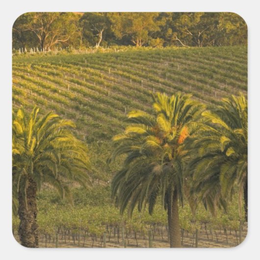 Australië, Zuid-Australië, Barossa-vallei, Vierkante Sticker (Voorkant)