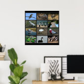 Australisch Birdwatchers Collage Poster (Thuiskantoor)