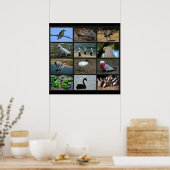 Australisch Birdwatchers Collage Poster (Keuken)