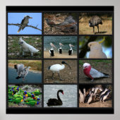 Australisch Birdwatchers Collage Poster (Voorkant)
