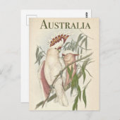  Australisch Briefkaart Galah (Voorkant / Achterkant)