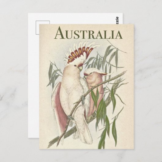 Australisch Briefkaart Galah (Voorkant / Achterkant)