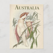 Australisch Briefkaart Galah (Voorkant)