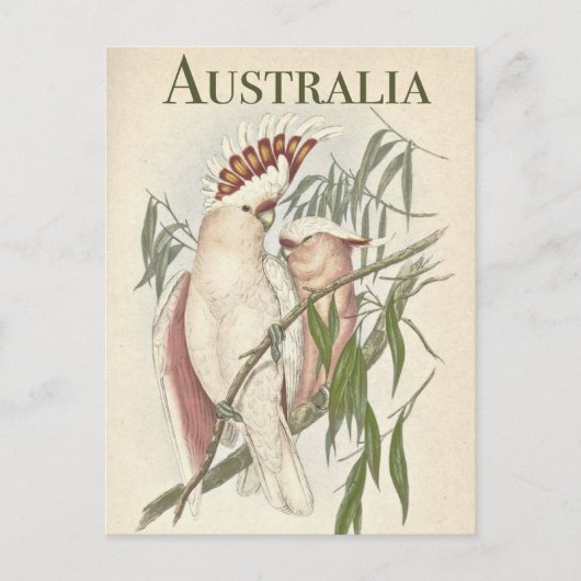  Australisch Briefkaart Galah (Voorkant)