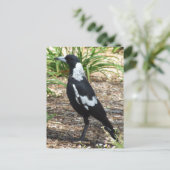 Australisch Briefkaart Magpie (Staand voorkant)