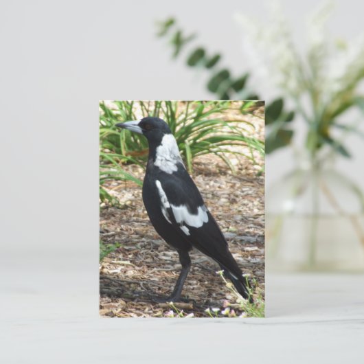 Australisch Briefkaart Magpie (Staand voorkant)