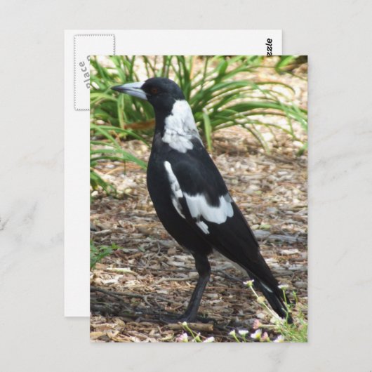 Australisch Briefkaart Magpie (Voorkant / Achterkant)