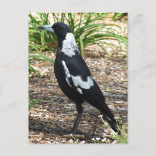 Australisch Briefkaart Magpie