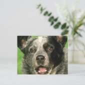 Australisch Briefkaart van kattenhonden (Staand voorkant)