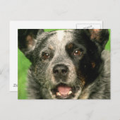 Australisch Briefkaart van kattenhonden (Voorkant / Achterkant)
