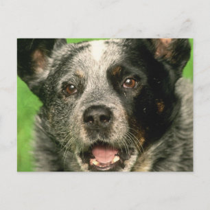 Australisch Briefkaart van kattenhonden