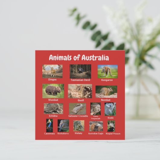 Australisch dier (Staand voorkant)