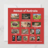 Australisch dier (Voorkant)
