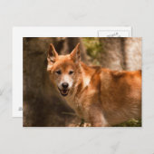 Australisch dingo-briefkaart briefkaart (Voorkant / Achterkant)