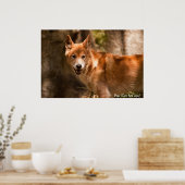 Australisch dingo-poster poster (Keuken)