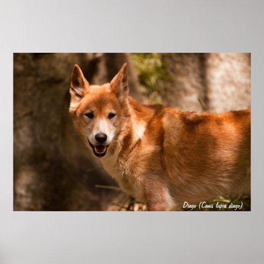 Australisch dingo-poster poster (Voorkant)