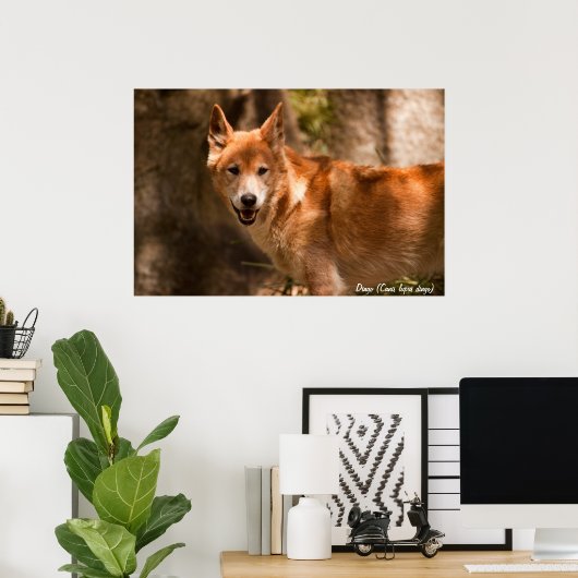 Australisch dingo-poster poster (Thuiskantoor)