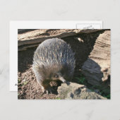 Australisch Echidna-Briefkaart Briefkaart (Voorkant / Achterkant)