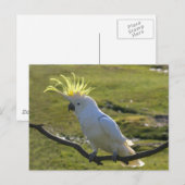 Australisch Geel Sulfur Crested Cockato Briefkaart (Voorkant / Achterkant)