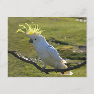 Australisch Geel Sulfur Crested Cockato Briefkaart