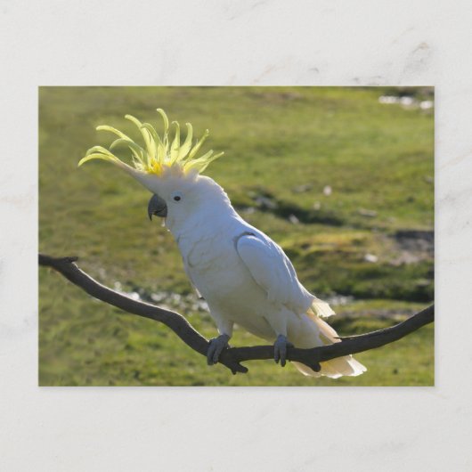 Australisch Geel Sulfur Crested Cockato Briefkaart (Voorkant)